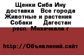 Щенки Сиба Ину доставка - Все города Животные и растения » Собаки   . Дагестан респ.,Махачкала г.